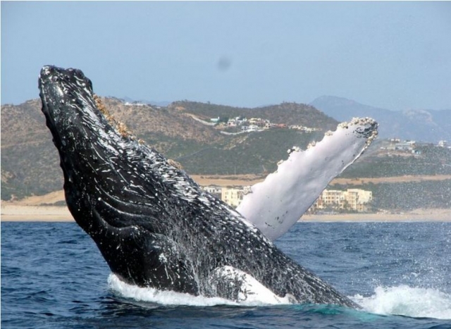 Observacion de ballenas